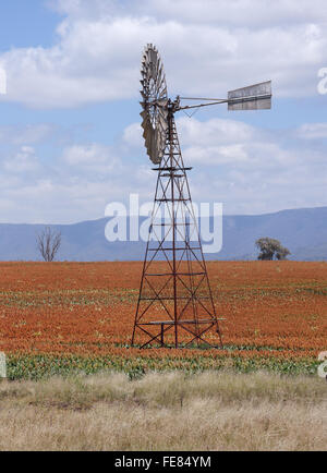 Sorghum, ein Getreidekorn ist die fünfte wichtigste Getreideart in der Welt, vor allem wegen seiner natürlichen Trockentoleranz Stockfoto