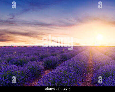 Sonnenuntergang über einem Sommer Lavendel-Feld in Valensole.Provence,France Stockfoto