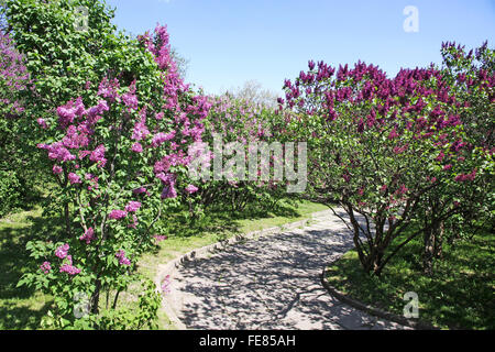 Gasse von Violett Lila Bäume im Botanischen Garten, Kiew Stockfoto