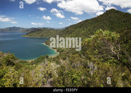 Üppige Buschlandschaft und blaues Wasser von einem hohen Punkt auf den Queen Charlotte Track, Marlborough, Neuseeland betrachtet. Stockfoto