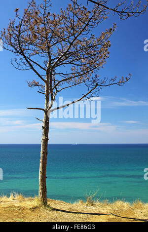 Sommer Meer-Landschaft mit Kiefern Stockfoto