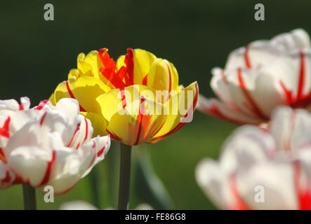 Close-up gelbe Tulpen im Garten Stockfoto