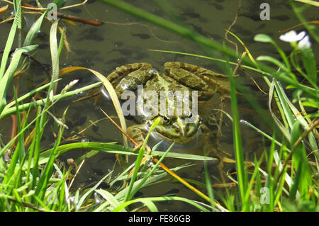 Großer grüner Frosch (amerikanischer Ochsenfrosch) kriecht aus dem Wasser Stockfoto