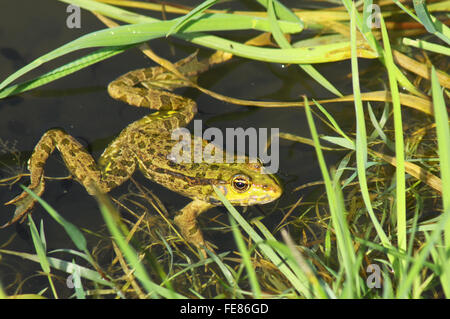 Großer grüner Frosch (amerikanischer Ochsenfrosch) kriecht aus dem Wasser Stockfoto