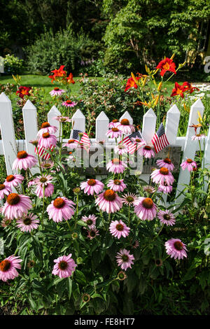 Englische Gartengrenze zu Echinacea lila Kegelblumen schließen sich entlang eines weißen Dickzauns, New Jersey, USA, NJ, Pt, FS 9,77 MB. 300 ppi, vertikal Stockfoto