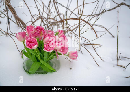 Frische Blumen in einer Vase stehen im Schnee auf einem Hintergrund von trockenen Zweigen. Tulpen in einer Schneewehe. Stockfoto