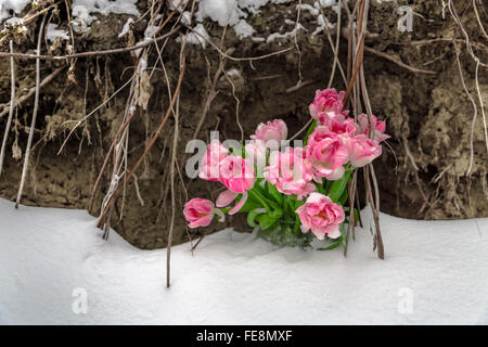 Frische Blumen in einer Vase stehen im Schnee auf einem Grunge Hintergrund Stockfoto