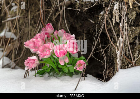 Frische Blumen in einer Vase stehen im Schnee auf einem Grunge Hintergrund Stockfoto