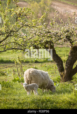 Baby Lamm Blick in Kamera mit Mutter Schaf, Mutterschaf, Beweidung im Obstgarten. Skane / Scania. Südschweden. Skandinavien. Stockfoto