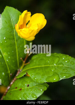 Blume des Ochna Kirkii Oliv. (Mickey-mouse Pflanzen.) Stockfoto