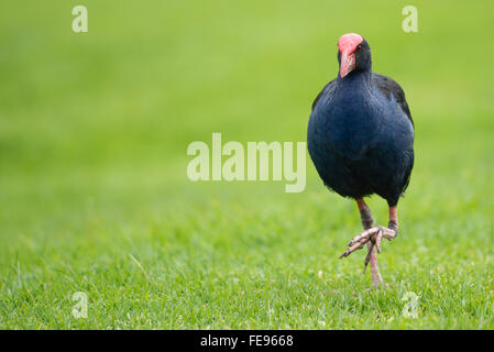 Pukeko Vogel zu Fuß auf dem Rasen, Neuseeland Stockfoto