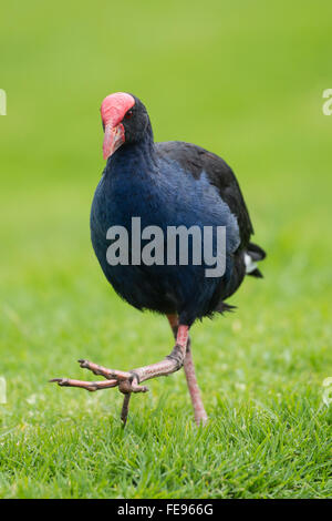 Pukeko Vogel zu Fuß auf dem Rasen, Neuseeland Stockfoto