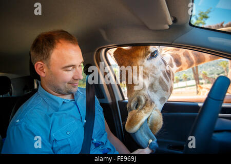 Giraffe legte Kopf im Auto und warten Essen von touristischen Stockfoto