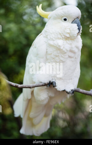 Weiße Schwefel crested Cockatoo Porträt Stockfoto