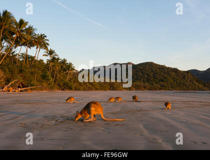 Wallabys auf Nahrungssuche am Strand bei Sonnenaufgang, Cape Hillsborough, Queensland, Australien Stockfoto