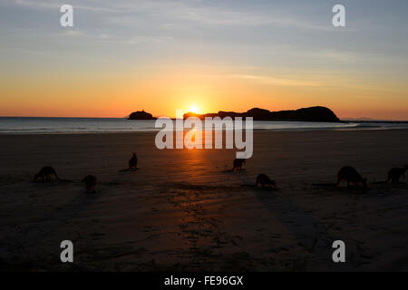 Wallabies futtersuche am Strand bei Sonnenaufgang, Cape Hillsborough, Queensland, Queensland, Australien Stockfoto