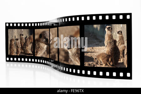 Erdmännchen Filmstreifen auf weißem Hintergrund Stockfoto