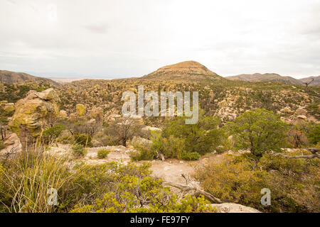 Organ Pipe Cactus Nationaldenkmal in Süd-arizona Stockfoto