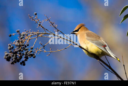 Schöne Zeder Seidenschwanz (Bombycilla Cedrorum) auf einem Ast Stockfoto