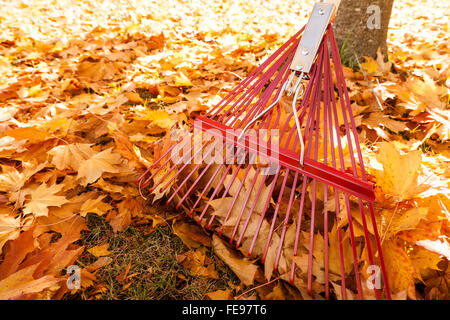 Metal Harke und gelbe Ahorn Blätter im Herbst. Herbst Rasen und Garten Gartenarbeit Hausarbeit Eigenschaft Wartung harken Blätter Hintergrund. Stockfoto