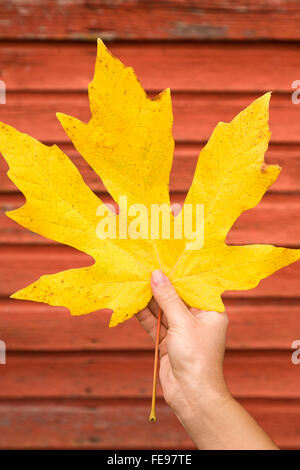 Woman's Hand mit einem großen gelben maple leaf mit Wand aus rotem Holz Stall im Hintergrund. Die Menschen genießen Sie einen wunderschönen Herbstfarben im Land. Stockfoto