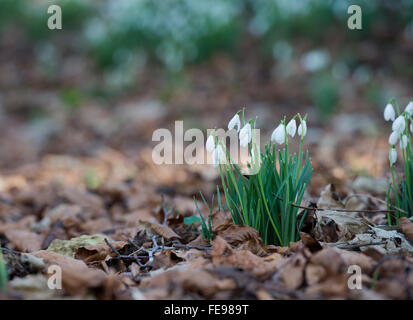 Galanthus. Schneeglöckchen wachsen durch die Laubstreu in einen alten Wald. Cotswolds. UK Stockfoto