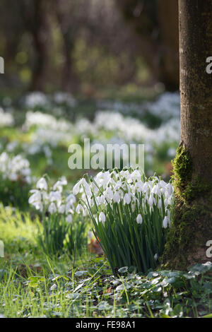 Galanthus. Schneeglöckchen in einen alten Wald. UK Stockfoto