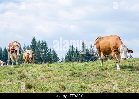 Kuhherde weißer und brauner Naht entlang der Weide Stockfoto