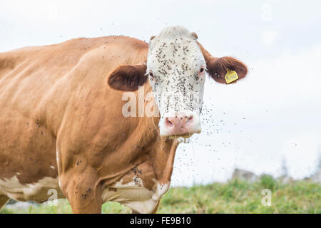 Riesige Kuh mit dem Gesicht fallenden fliegen Blick in die Kamera Stockfoto