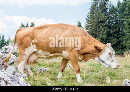 Braune Kuh mit weißen Gesicht gestört durch fliegen auf der Alm Stockfoto