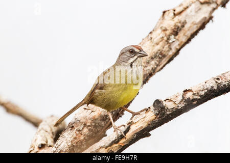 Zapata Spatz (Torreornis Inexpectata) alleinstehenden thront im Baum, Zapata Swamp, Kuba Stockfoto