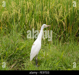 Weißer Reiher auf Reisfeld Stockfoto