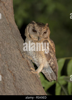 Eule indische Zwergohreule (Otus Bakkamoena) (rote-Augen-bearbeitet) Stockfoto