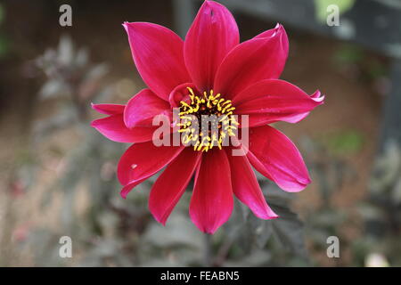 Dahlia Coccinea rosa Bischof oder bekannt als Dahlia Bischof von Llandaff Stockfoto