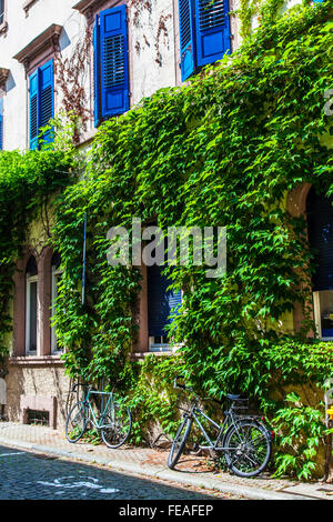 Fahrräder gegen eine Rebe gedeckte Haus in der Altstadt-Viertel der Stadt Heidelberg. Stockfoto