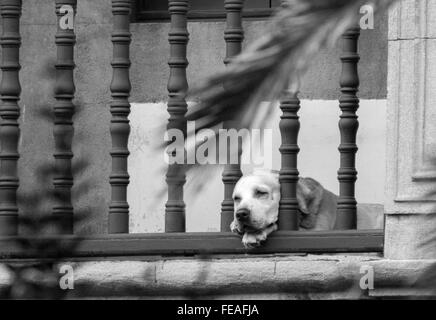 Hund schlafend hinter Schloss und Riegel mit Terrasse Stockfoto