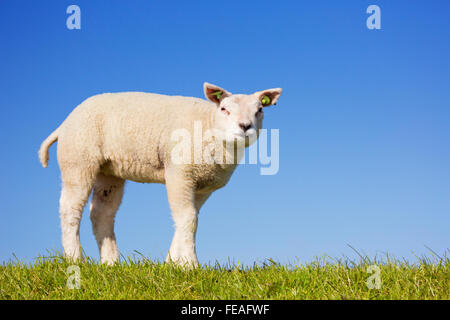 Eine niedliche kleine Lammfleisch von Texel in den Rasen auf der Insel Texel in den Niederlanden an einem sonnigen Tag. Stockfoto