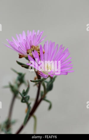 Nahaufnahme von Hot Pink oder rot Lampranthus Livingstone Gänseblümchen in voller Blüte vor grauem Hintergrund isoliert Stockfoto