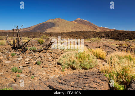 Vulkanlandschaft im Teide Nationalpark auf Teneriffa, Kanarische Inseln, Spanien. Fotografiert an einem sonnigen Tag. Stockfoto