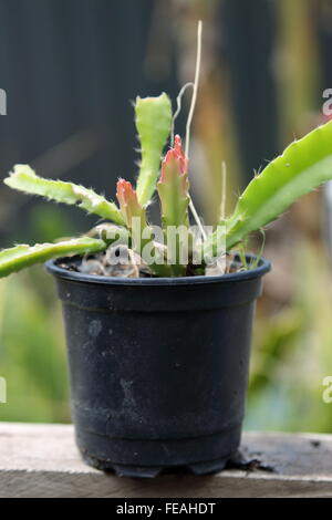 Young-Epiphyllum oder auch bekannt als Orchid cactus Stockfoto