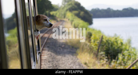 Pippa sieht Jack Russell aus dem Zug auf der Bala Lake Railway Stockfoto