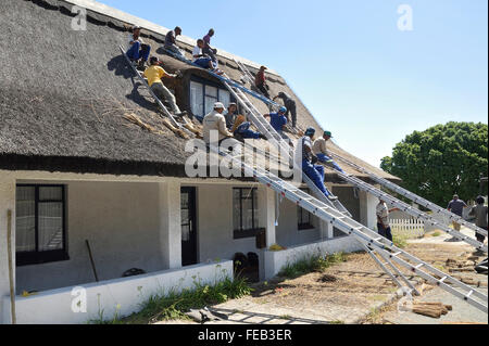 Thatchers Wiederaufbau ein Strohdach, Südafrika Stockfoto