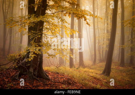 Herbst im Zauberwald mit Nebel und gelbe Blätter Stockfoto