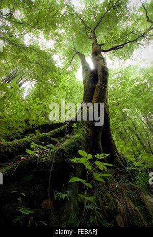 Baum mit großen Wurzeln im grünen Wald mit üppiger Vegetation, grünes Laub und Moos Stockfoto