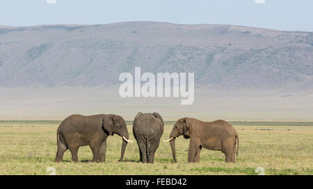 Drei afrikanischen Elefantenbullen stehend in der Ngorongoro-Krater-Tansania Stockfoto