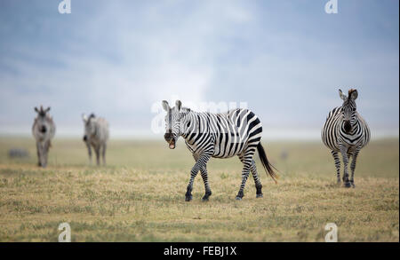 Ebenen Zebra Herde zu Fuß in den Ngorongoro Crater Ebenen Tansania Stockfoto