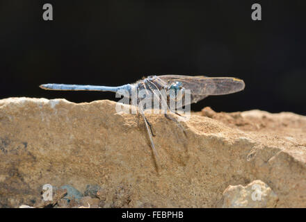 Südlichen Abstreicheisen Libelle - Orthetrum Brunneum männlich auf Felsen Stockfoto