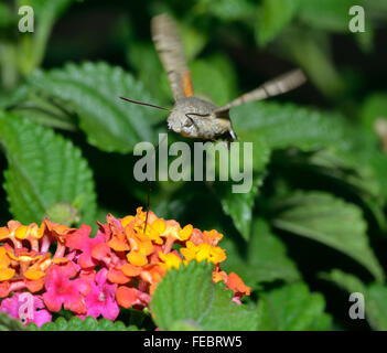 Kolibri Hawkmoth - Macroglossum Stellatarum Fütterung auf Blumen Stockfoto