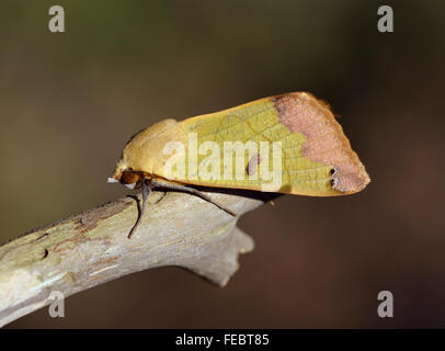 Grüne eintönig - gemeine Tirhaca große Green Moth Stockfoto