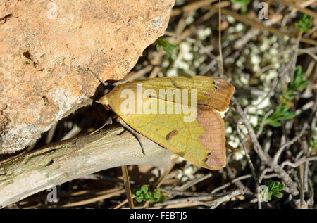 Grüne eintönig - gemeine Tirhaca große Green Moth Stockfoto